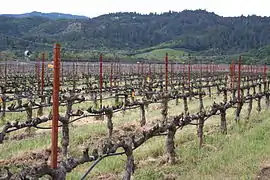 Vigne californienne taillée en cordon