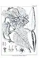 Dessin des différentes parties de la plante, par John Medley Wood (1827 -1915);