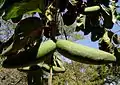 Fruits de Mondia whitei, dans la Réserve Open Miombo Woodland, Cleveland Dam, Zimbabwe.