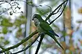 Conure veuve (Catalogne, Espagne)