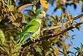 Conure veuve (Mato Grosso, Brésil)