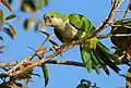 Conure veuve (Mato Grosso, Brésil)