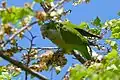 Conure veuve mangeant des graines (Catalogne, Espagne)