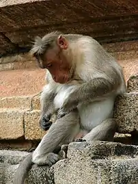 Macaque à bonnet dans le temple de Sri Ranganathaswamy (Srirangam).