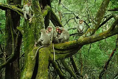 Macaques à bonnet sur un arbre couvert de mousse.