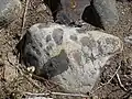 Enclaves arrondies de roche basique dans un granite, témoin d'un mélange (ou hybridation) de magmas.