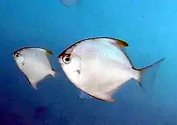 Un couple de poissons-lune argentés (Monodactylus argenteus)