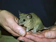 Sorte de grosse souris grise au creux de deux mains jointe