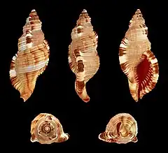 Monoplex pilearis.