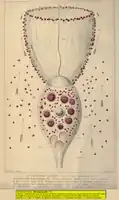 Codosiga gracilis Kent, 1880(= Codosiga pulcherrima Clark, 1866)