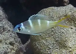 Monotaxis heterodon juvenile