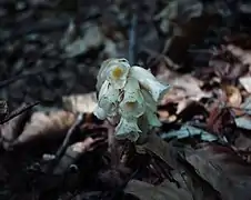 Fleurs glabres de la sous-espèce hypophegea