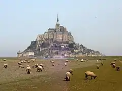 Les agneaux de pré-salé du mont Saint-Michel.