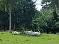 Forêt mixte au mont Avison à Bruyères.