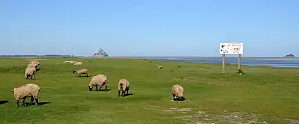 Moutons pâturant un pré-salé, autour du Mont Saint-Michel