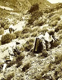 Récolte de la lavande sauvage, vers 1890, sur les pentes de la montagne de Lure