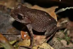 Description de l'image Montane Litter Frog (Leptobrachium montanum)1.jpg.