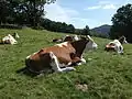 Photo couleur de vaches couchées dans leur pré.