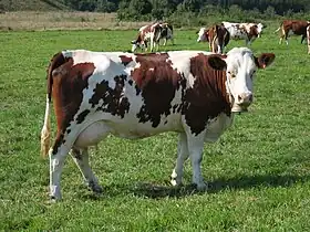 Photo couleur de vache pie rouge à mamelle de grande taille au pâturage.