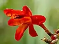 Variété de Montbretia.