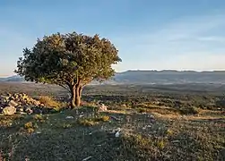 Chêne vert