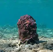 Corail Montipora sp.