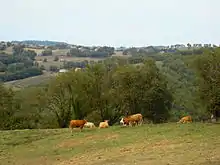 Photo d'un paysage de bocage vallonné et verdoyant. Six vaches ruminent dans le pré.