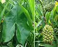 Feuillage et infrutescence de Montrichardia arborescens dans une mangrove du nord-ouest du Panama