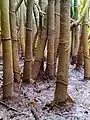 Pieds d'une population de Montrichardia arborescens en Guadeloupe