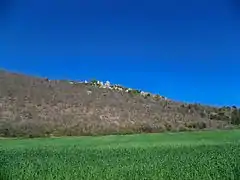 Champs de blé au pied du Haut Montsalier.