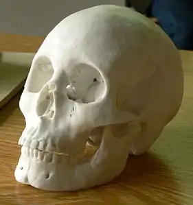 La reconstruction 3D du crâne