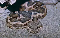 Description de l'image Moorish Viper (Macrovipera mauritanica)(captive specimen) (14689476247).jpg.