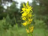 Photographie d’une fleur jaune.