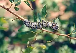 Branche de mopane avec un ver mopane (Imbrasia belina) de 10 cm de long à Palapye, (Botswana). La tête de la chenille est à droite, en train de dévorer une feuille. Un peu en dessous et à gauche on voit nettement une feuille en forme caractéristique de papillon.
