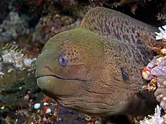 Description de l'image Moray eel komodo.jpg.