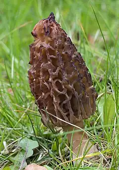 Morchella conica (Pezizomycetes)