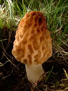 Fungi - Morchella esculenta.