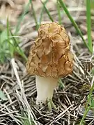 Morchella esculenta côtes rouilles