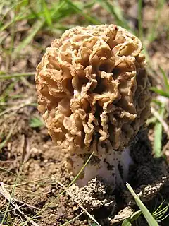 Description de l'image Morchella steppicola, Грибы в Донецке 009.jpg.