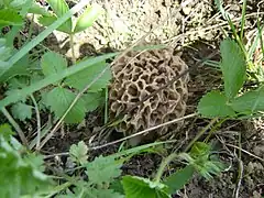 Morchella esculenta ou Morchella vulgaris