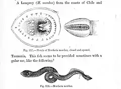 Description de l'image Mordacia mordax.jpg.