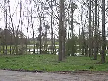 La photographie prise au début du printemps présente une peupleraie dans une zone humide. Le sol est inondé par endroit, les peupliers sont en ligne et sans feuillage. Du guy et du lierre sont visibles sur leur branchages