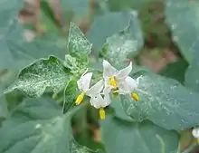 Fleurs de morelle noire.