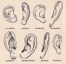 Représentation d'oreilles