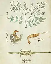 Page de manuscrit avec des dessins en couleur illustrant la Germandrée petit-chêne, un coq montant une poule, une écrevisse et une salamandre, avec la légende en latin en gothique et la traduction en français en cursive.