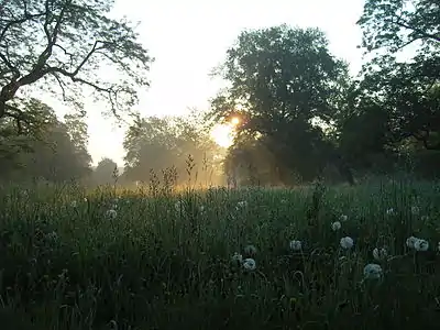 Lever de soleil dans la palmeraie.