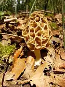 Morchella rotunda