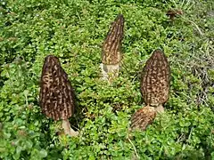 Morchella elata