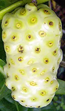 Fruit cylindrique d'un jaune très clair avec une surface ressemblant à celle d'un ananas.