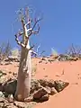 Moringaceae : Moringa ovalifolia, tiges succulentes.